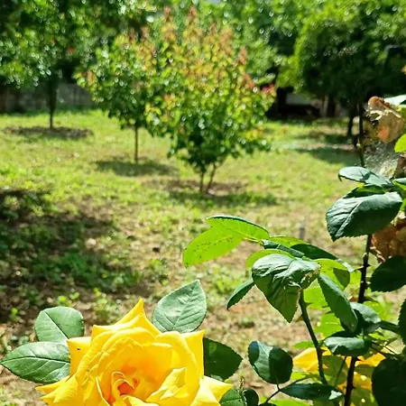 Garden House Escape *