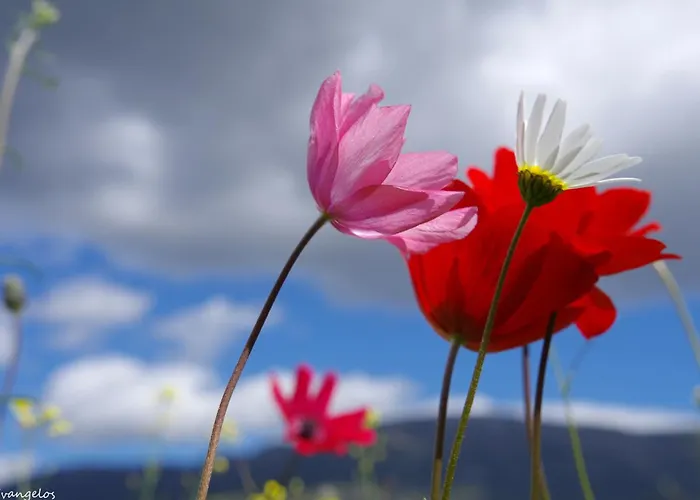 Garden House Escape Apartment