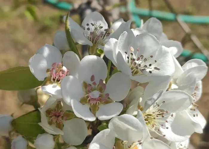 Apartment Garden House Escape *