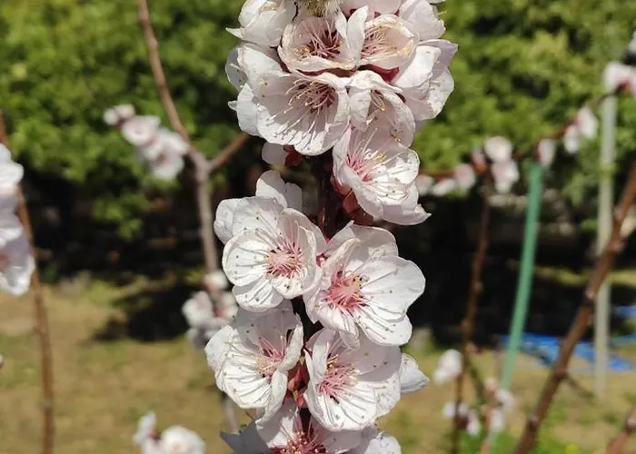 Garden House Escape Apartment *